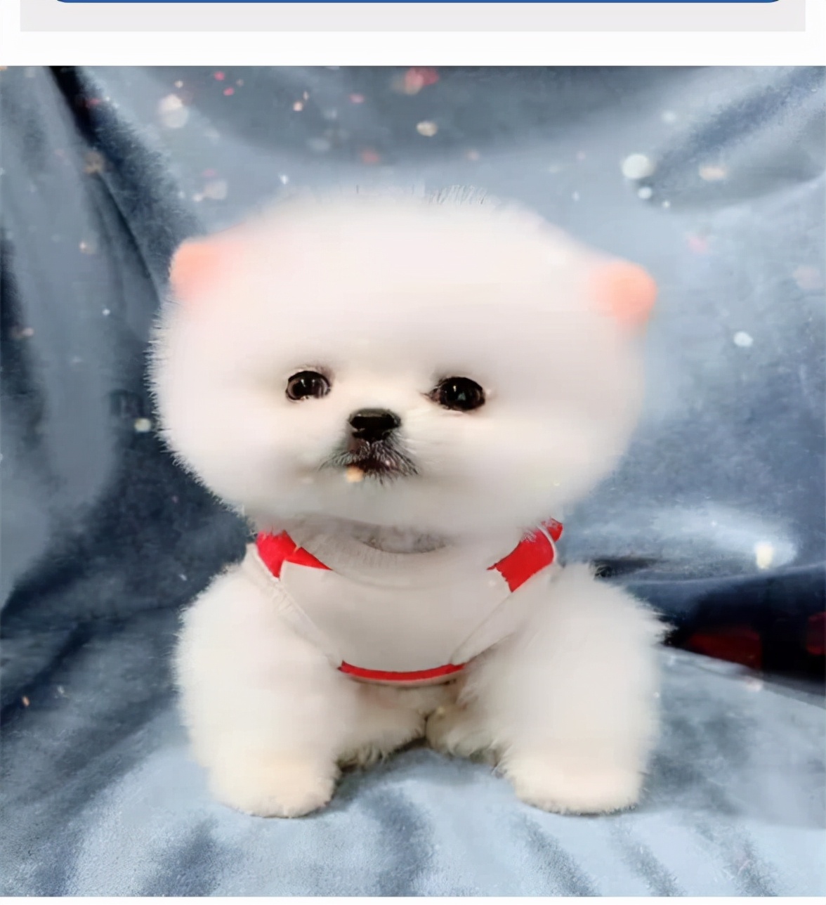 怎么训练一岁多的博美犬听话,博美犬3个月怎么训练听话呢