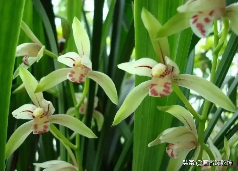 芝兰生于深谷不以无人而不芳出处,100幅历代名家兰花图值得一看再看