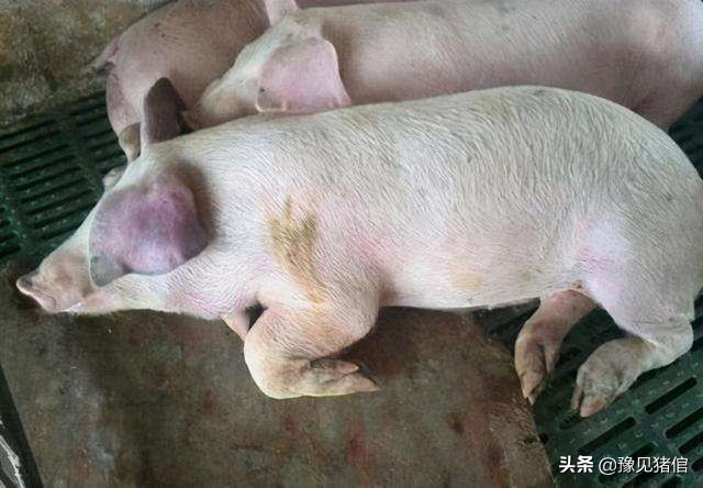 育肥猪正常耳朵发红发紫,猪常见病鉴别诊断及防治简表