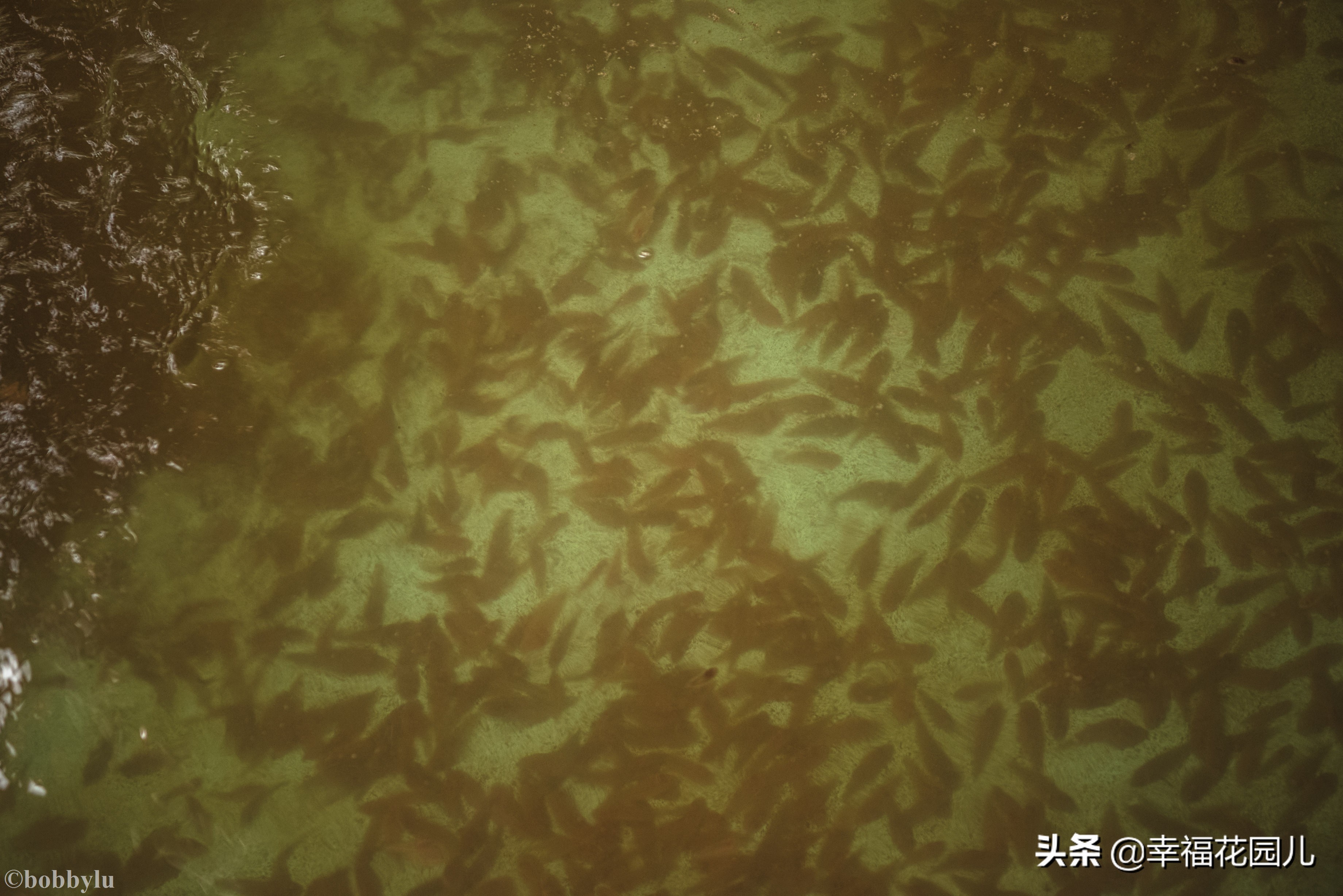 美味河豚有多金贵？养殖就有多娇贵！十里海河豚小镇探秘美食之源