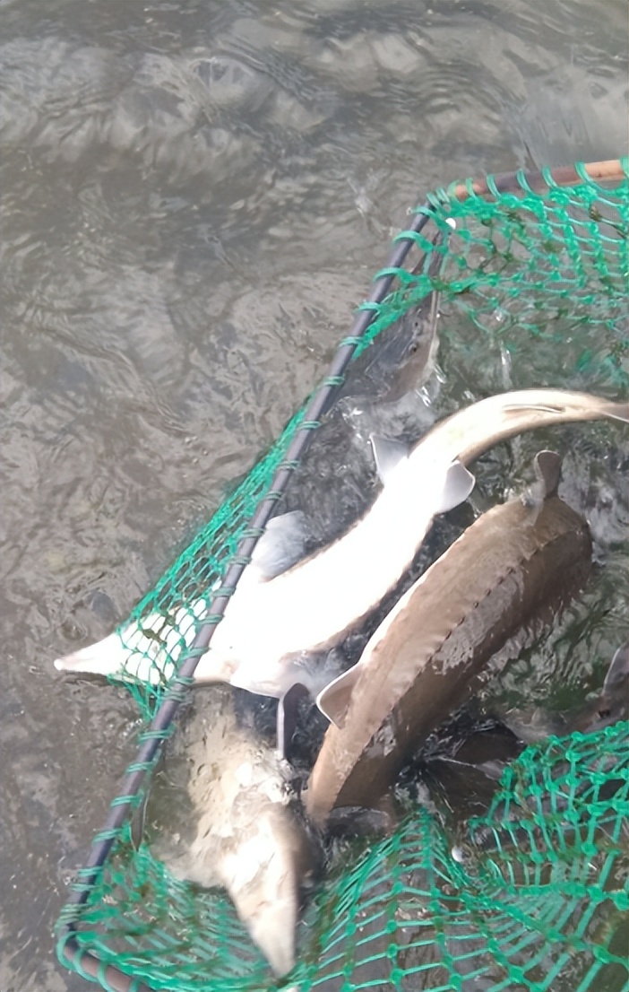 湖北大叔鱼肚中发现“黑黄金”，一条鱼卖600万！三年赚两亿