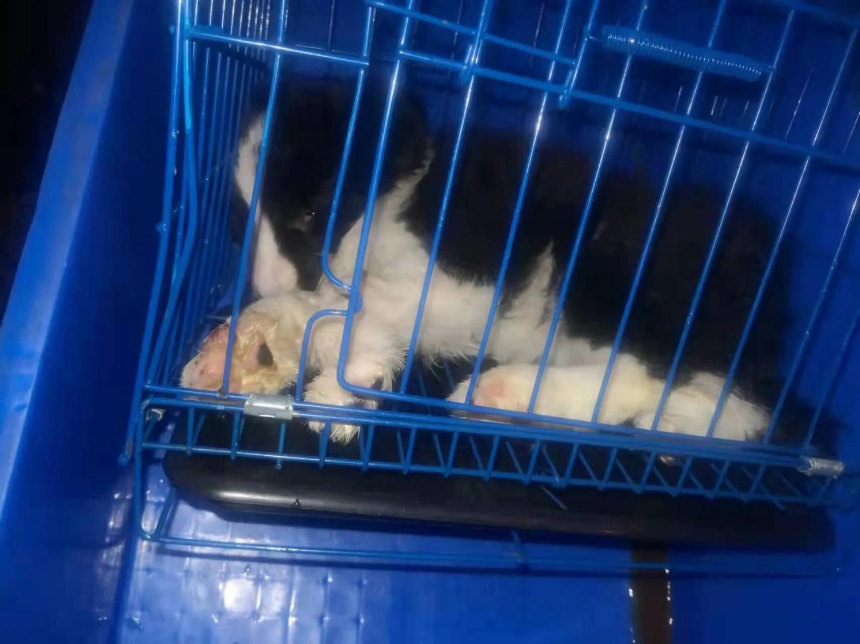 揭秘黑心宠物店卖的猫狗都不长命,曝光卖狗无良商家