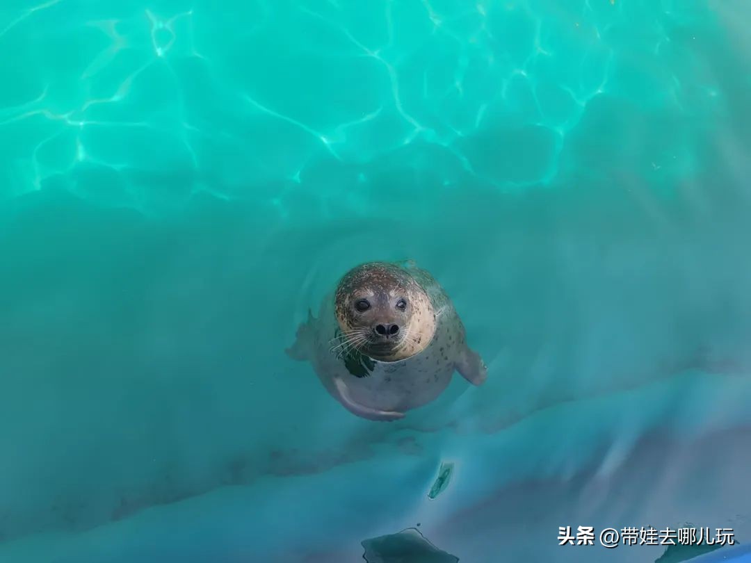 天津海昌极地海洋公园冬天营业吗,天津海昌极地海洋公园游玩攻略