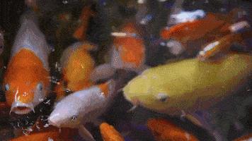 鱼鳃是什么原理呼吸的,鱼鳃呼吸