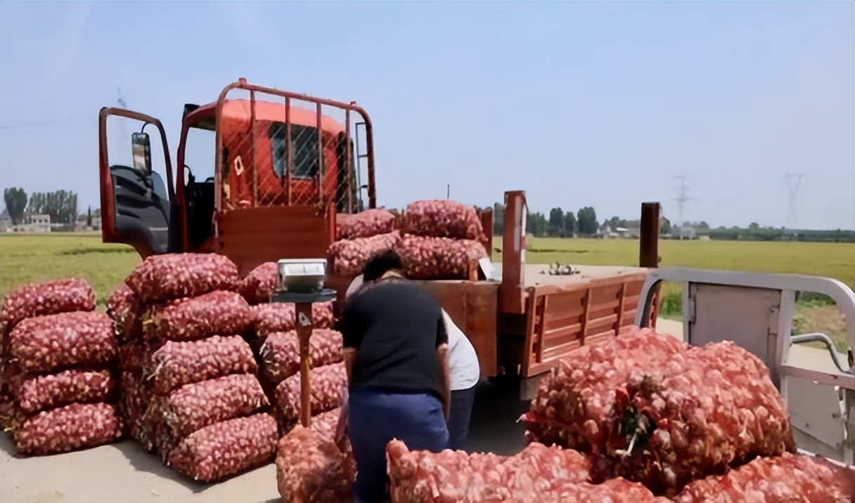 辛巴辛有志落实人才培养布局，特色种植助农增收致富
