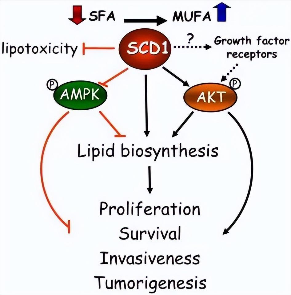 青少年身上有老人味是什么原因,年轻人身上有老人味是什么原因