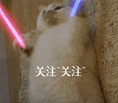 帮狗狗驱除“跳蚤”的几个偏方,真的很有用,快收藏吧