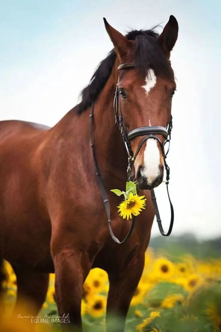如何分辨马儿是否怀孕,马儿有没有怀孕怎么辨别
