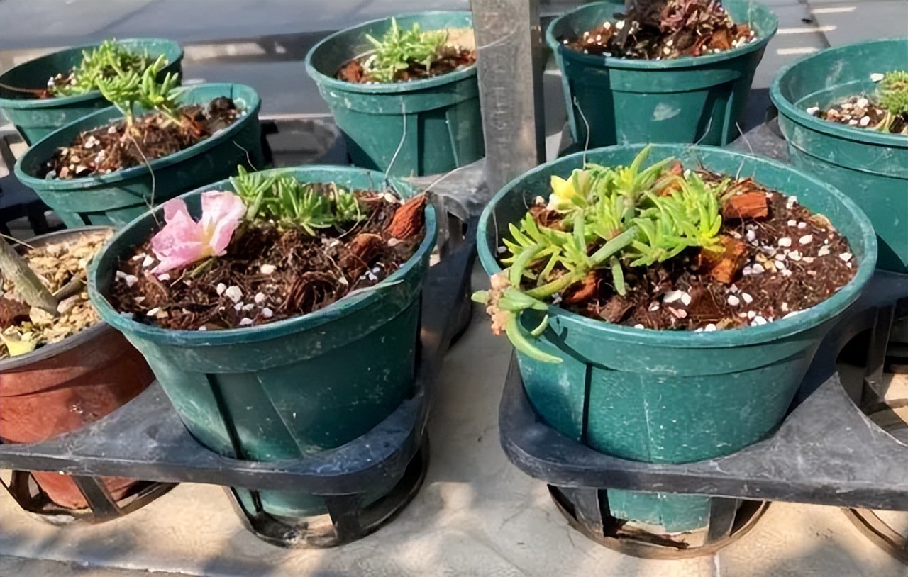 花多多是磷酸二氢钾吗,花多多2号是智商税吗