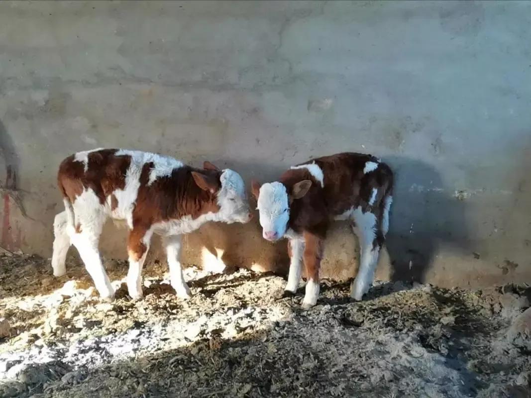 犊牛喘病最新治疗方案,新生犊牛喘一招解决