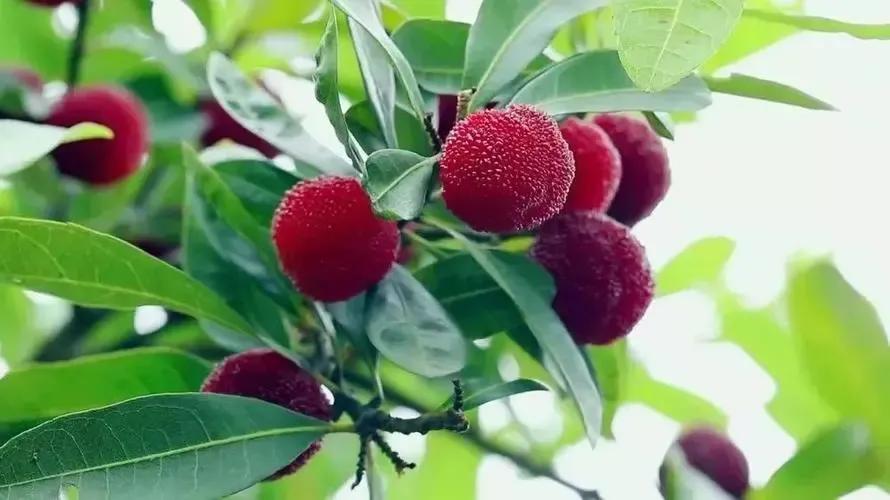 自制杨梅酒中毒事件,自制杨梅酒