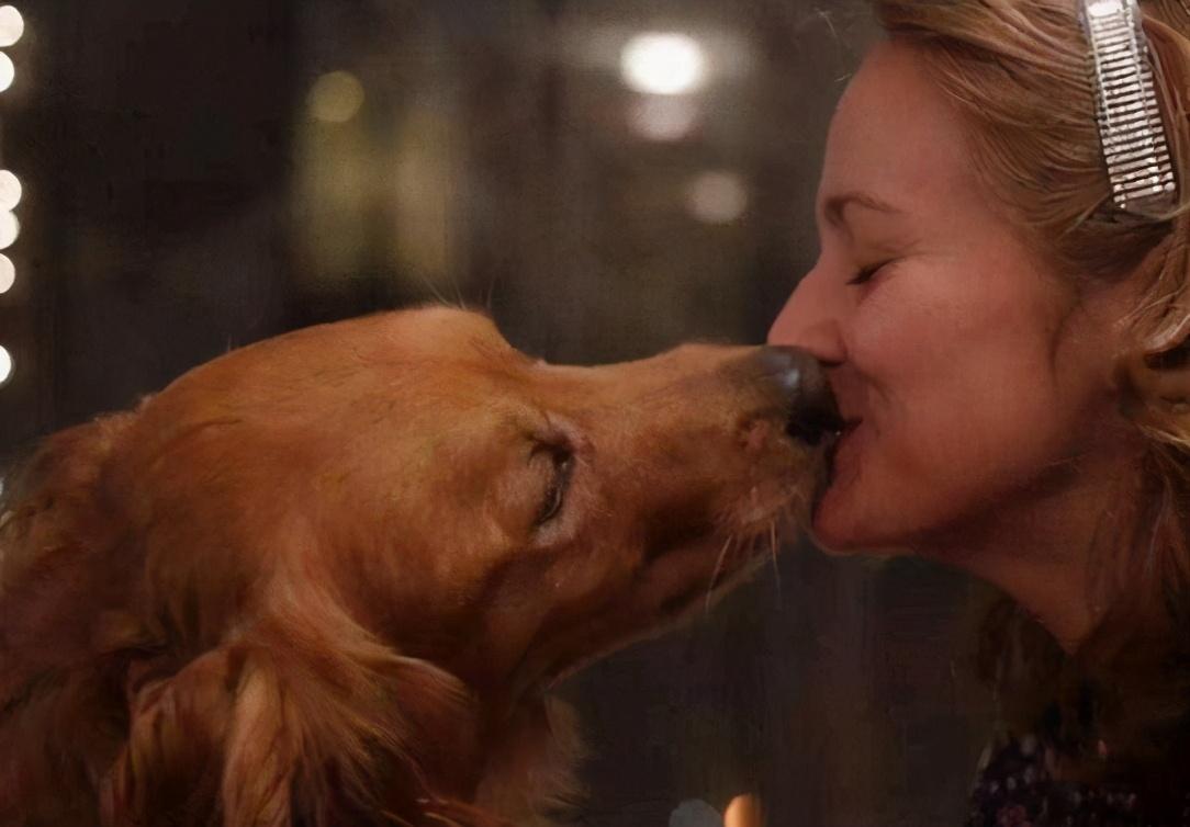 母狗喜欢舔小狗,母狗老是舔自己手是因为什么