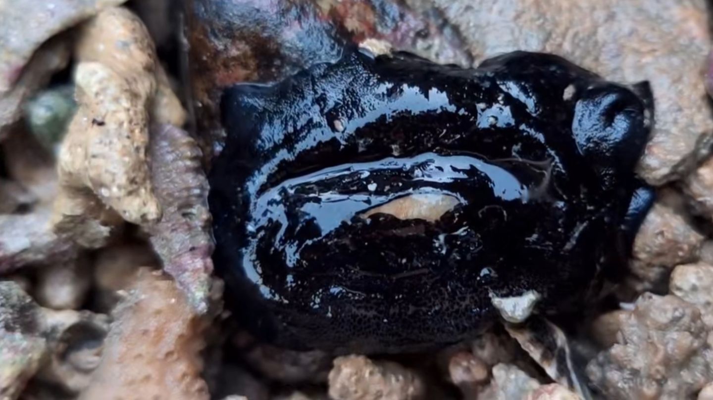 海南海鲜贝类有哪些,海南海鲜贝类