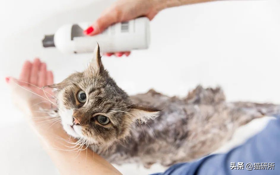 猫咪有皮屑是怎么回事,猫咪有轻微皮屑怎么回事