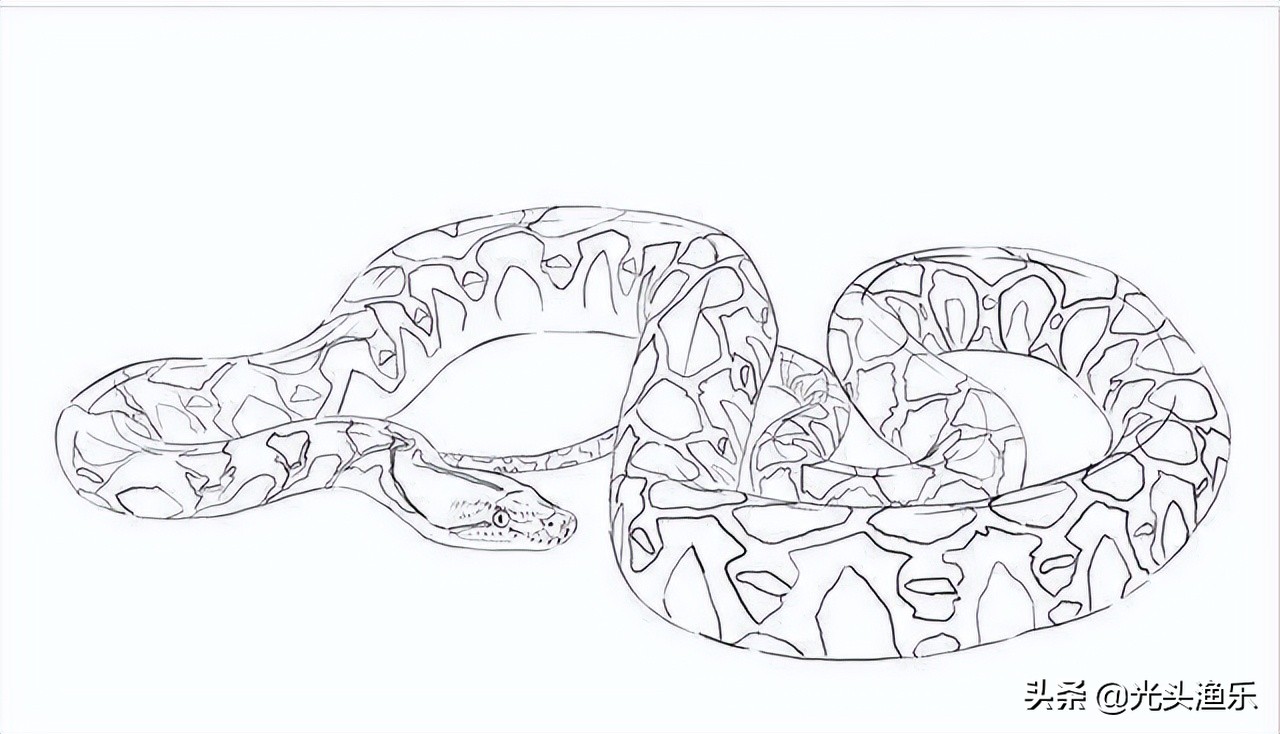 蚺蛇和巨蟒谁大,为什么蟒蛇有的又叫蚺