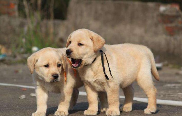 狗狗在家里好吗,狗狗在家里会得细小吗