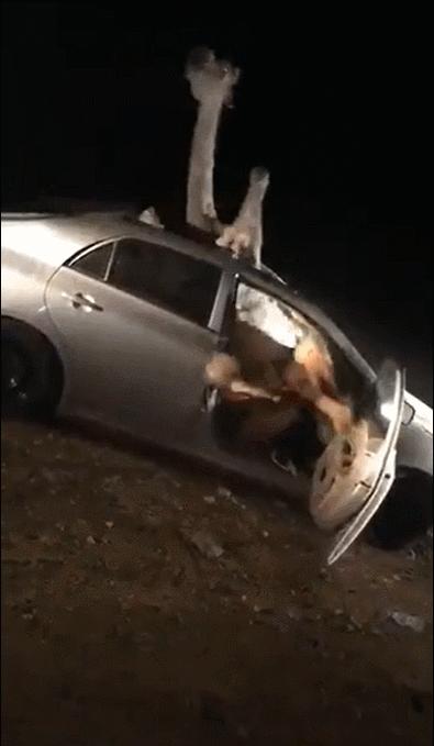 27张惊悚的动物照：青蛙被鼓风机活活风干，海鸥当街活吞大老鼠