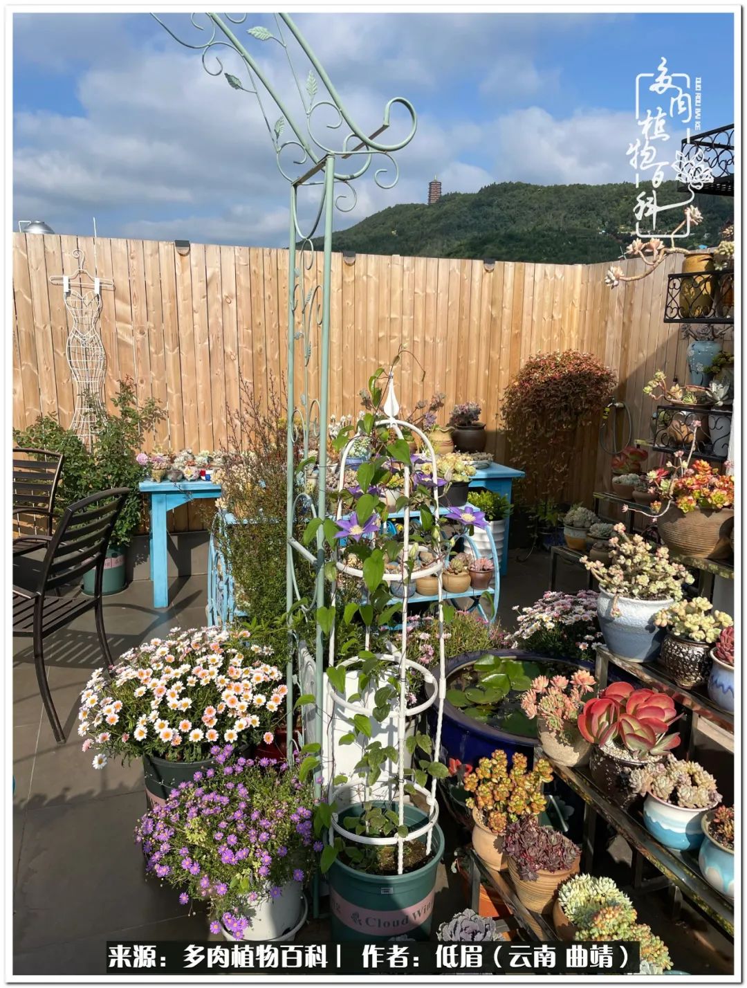 养了8年的多肉,养了七年多肉