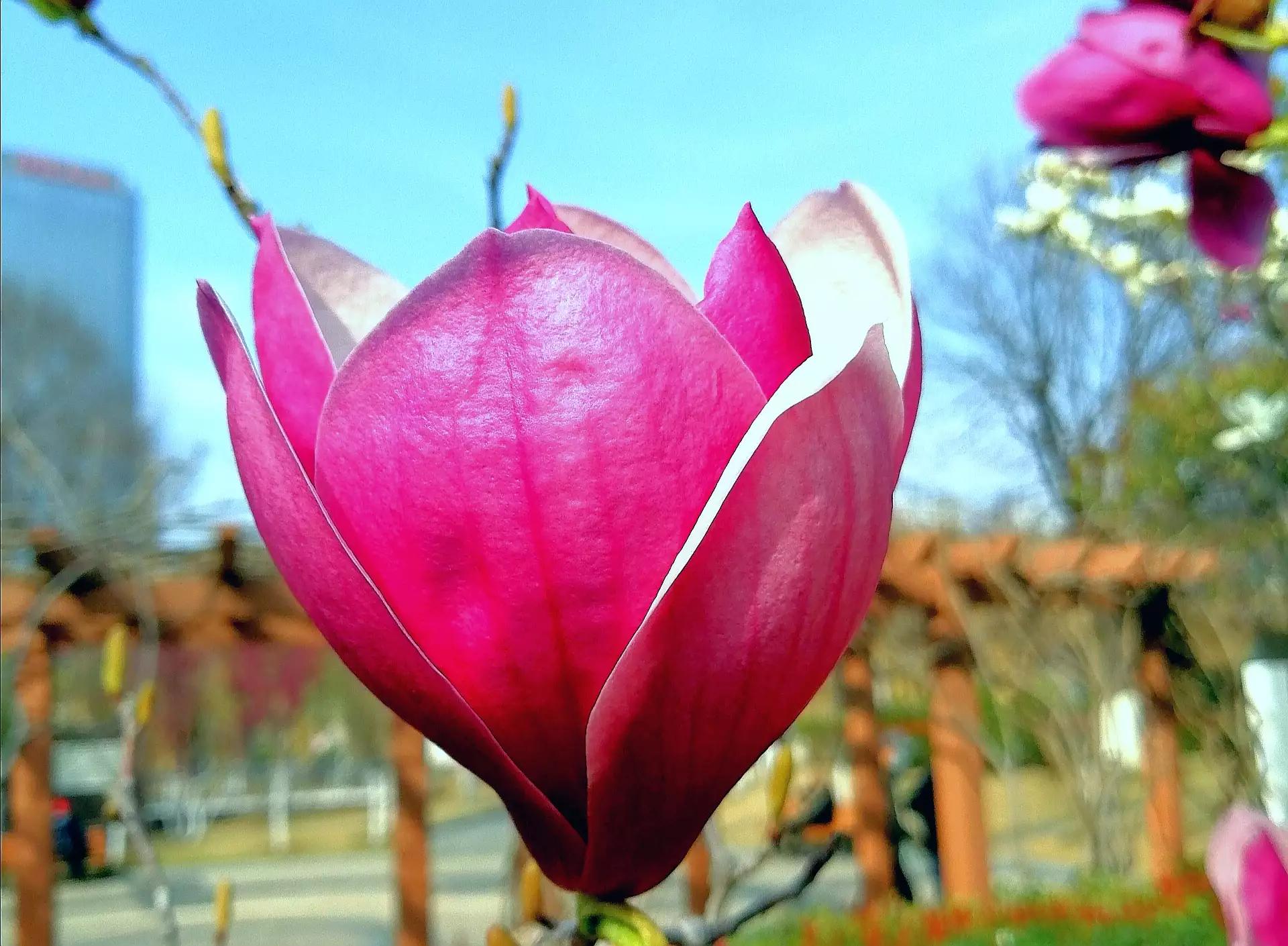 春天花会开之玉兰,玉兰是春花植物吗