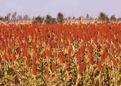 高粱种子图片大全,大片高粱成熟图片