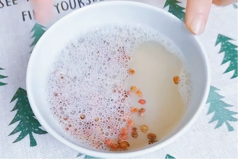 如果家里出现很多蚊子蚊子怕什么,家里晚上有蚊子咬人怎么办