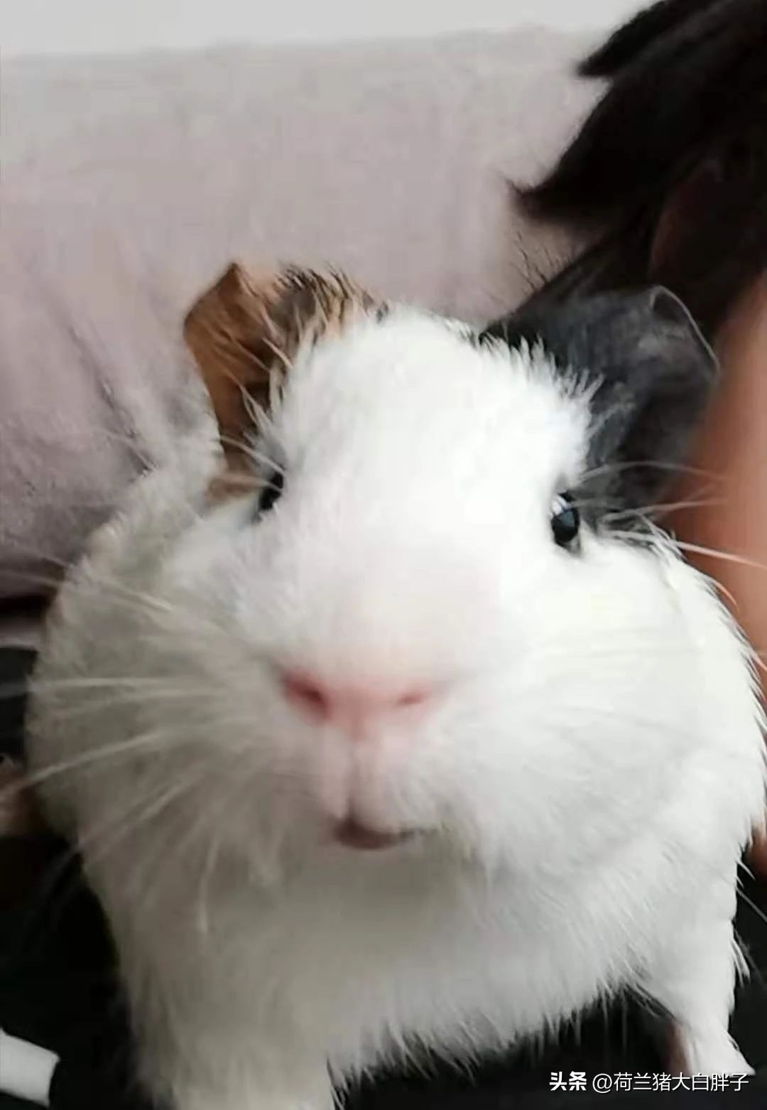 荷兰猪呼吸道感染是怎么导致的,荷兰猪呼吸道问题