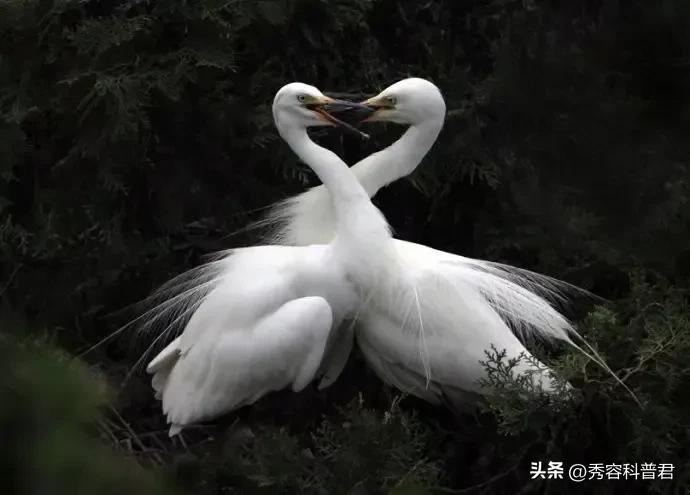 *拍偷**的夫妻生活照，羞羞的