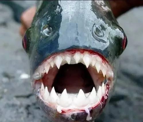 亚马逊河流域动物战斗力大比拼,亚马逊河流观赏鱼实力