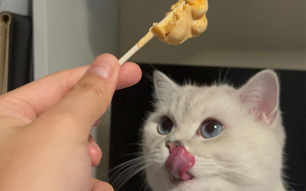 两个多月银渐层有泪痕正常吗,银渐层有耳螨泪痕严重怎么办