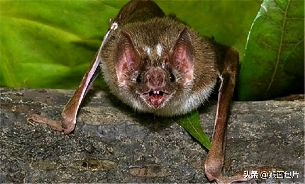 亚马逊雨林生存100天,亚马逊雨林生存楚河