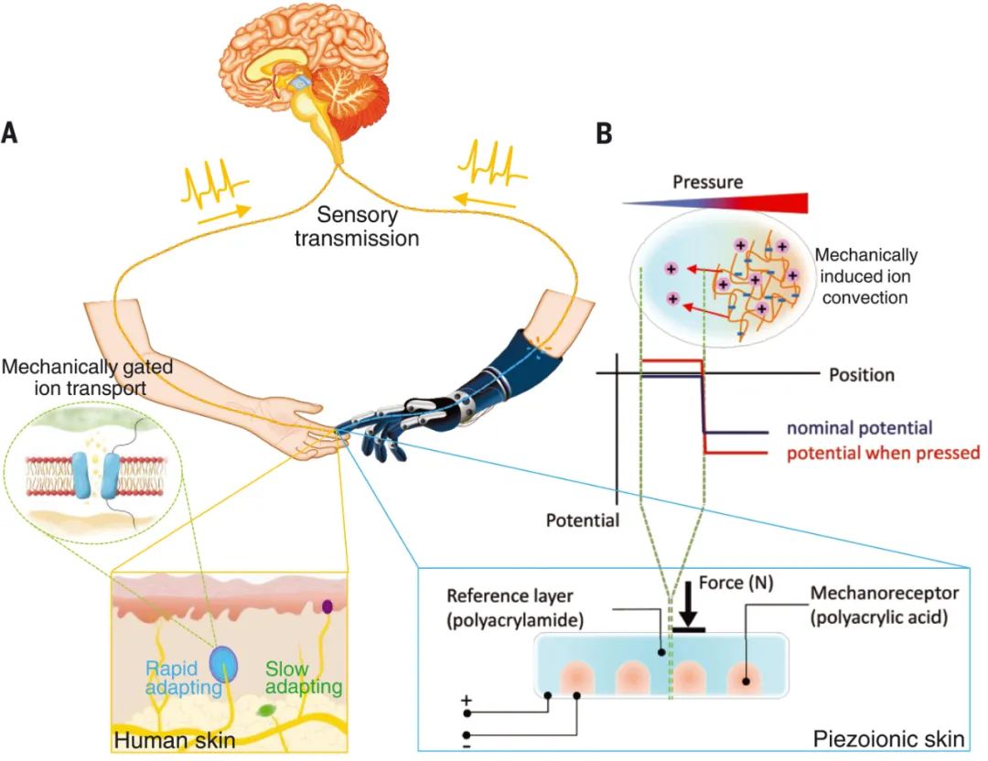 science水凝胶,science高强度水凝胶