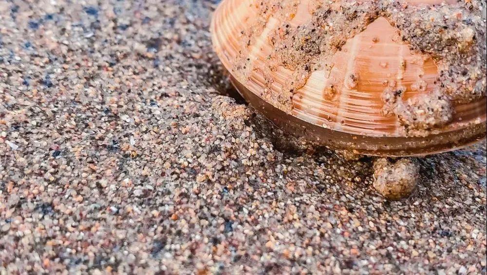 秦皇岛赶海退潮时间表,秦皇岛几点退潮赶海能捡到海鲜