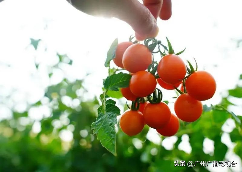 广州五一文旅活动,五一去广州哪里旅游比较好
