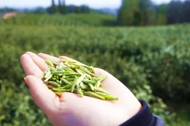 到四川广元有什么特产买,返程带回来的老家特产