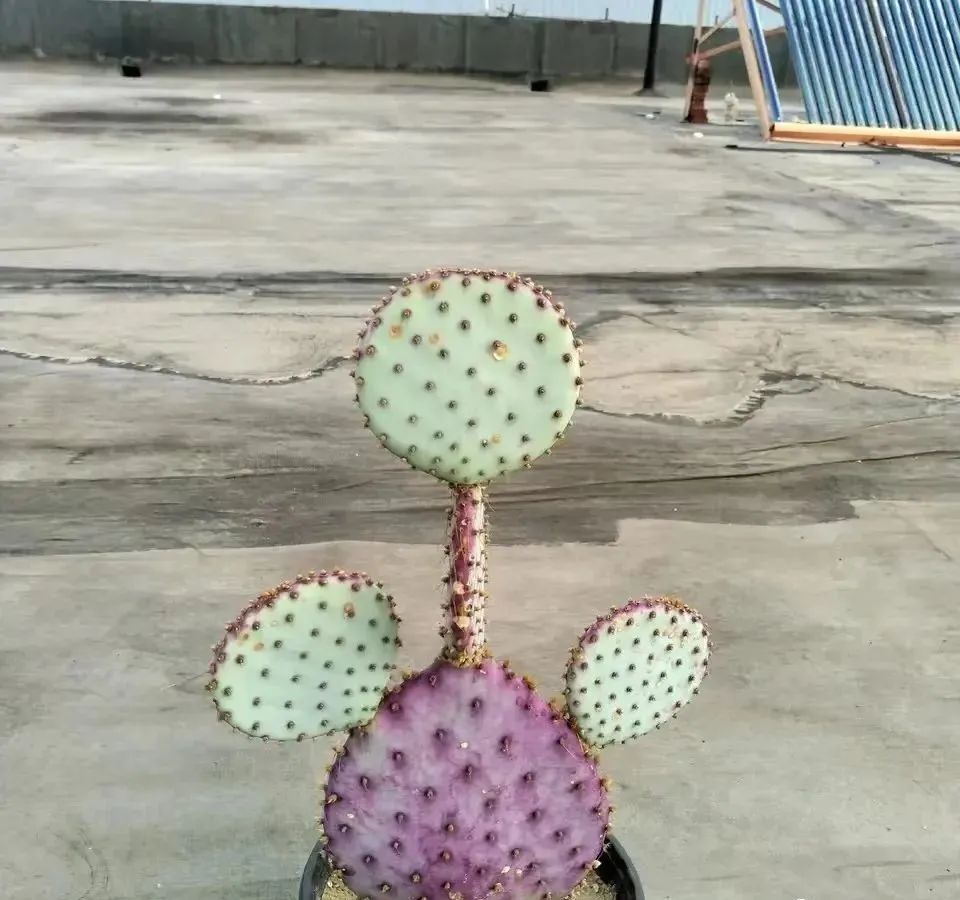 增湿除甲醛绿植,除甲醛好养的绿植有哪些