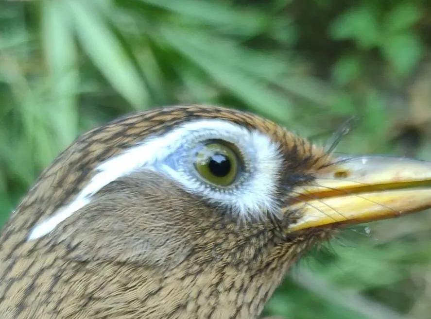 下山鸟在笼中乱飞怎么办,生鸟快速服笼的办法