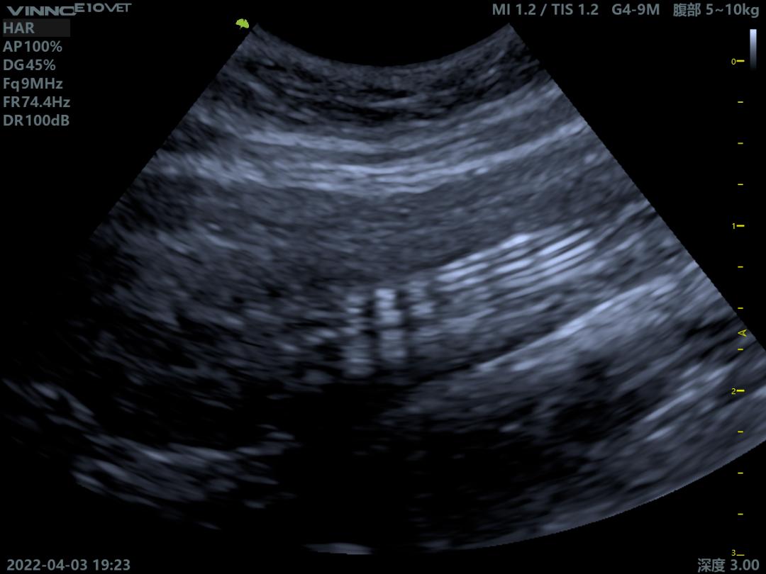 铲屎官必看!解决猫咪难以言说的泌尿道之痛—尿道口闭塞