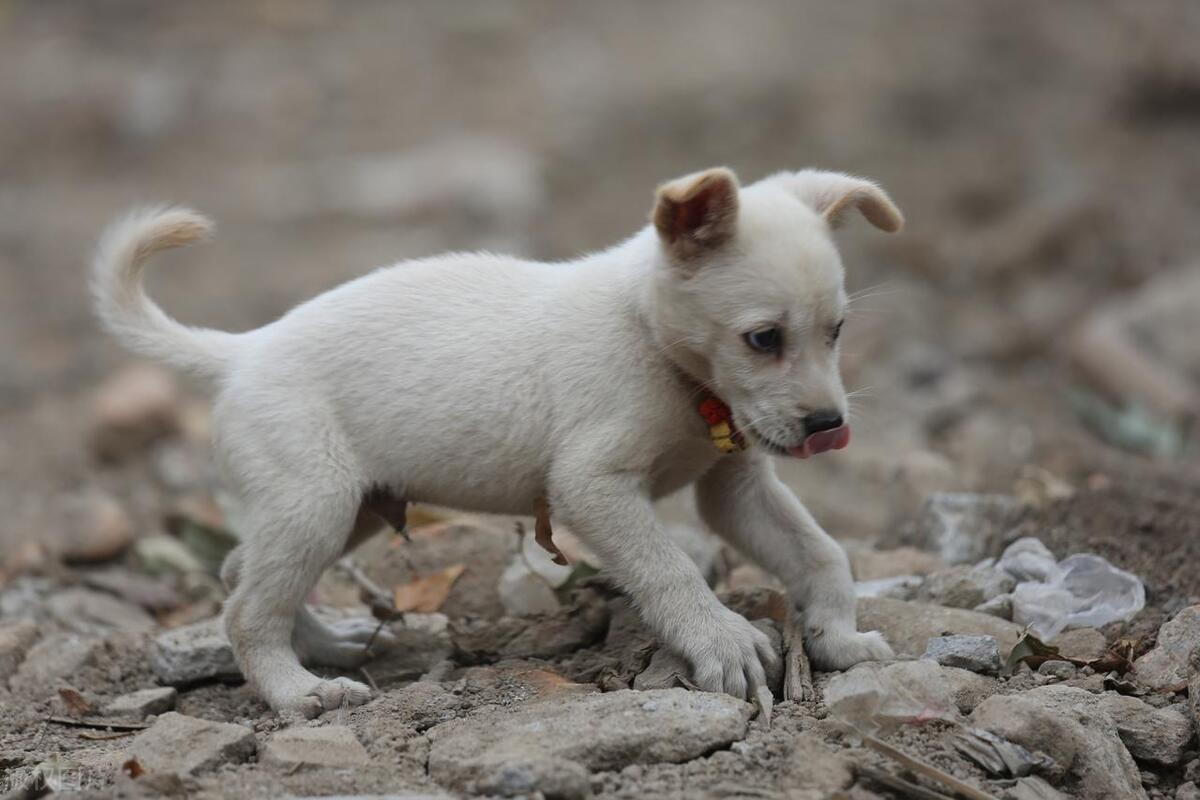 中型犬品种大全及图片,听话的中型犬品种大全