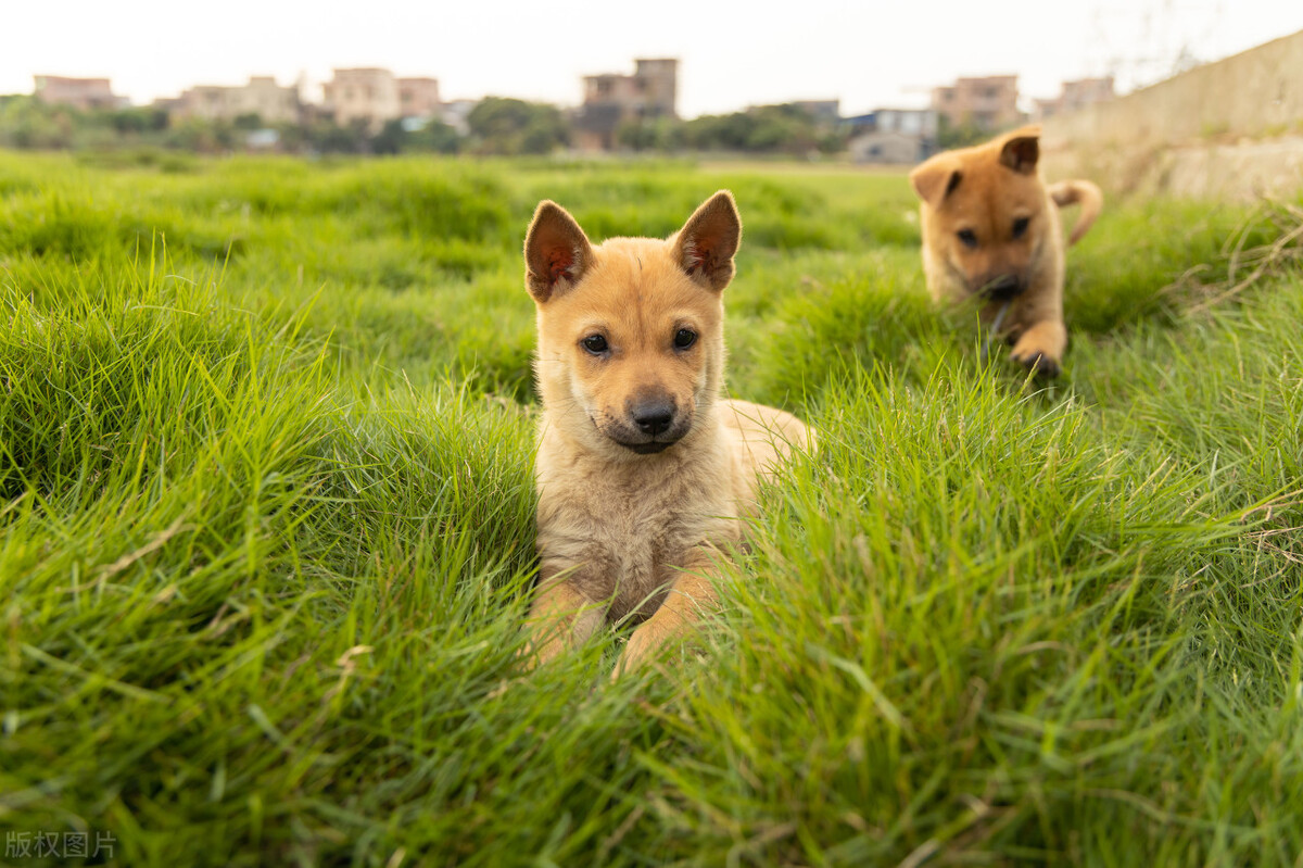 为啥现在的狗越来越难养,成年后的狗子还能养好吗