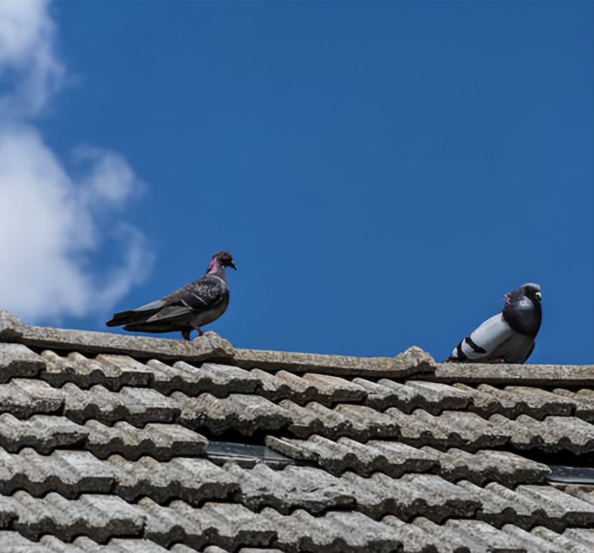 张朝林,张朝林作品