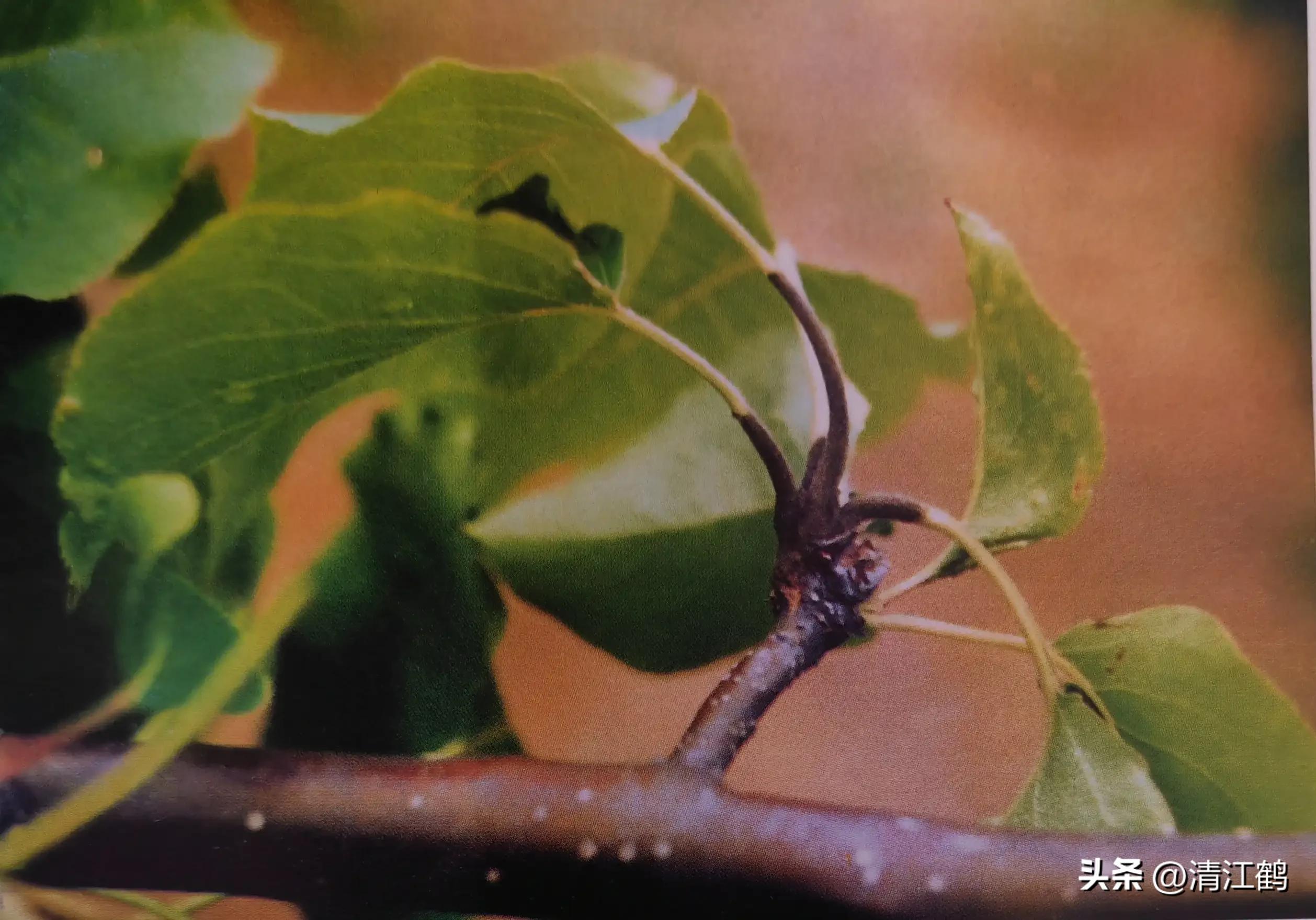 治疗黑星病的特效药物有哪些,黑星病的克星是啥药