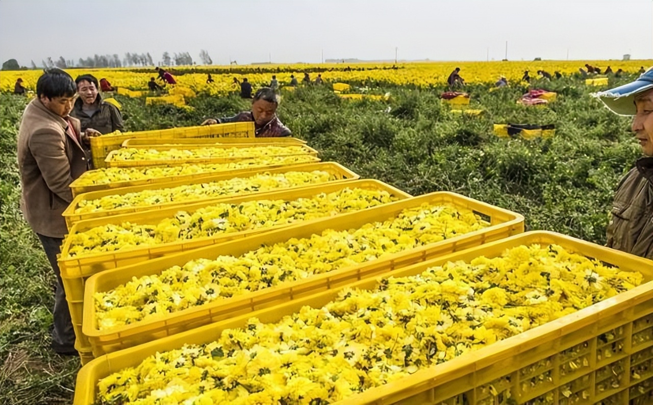 哪几种菊花茶的口感比较棒,有没有好一点的菊花茶推荐