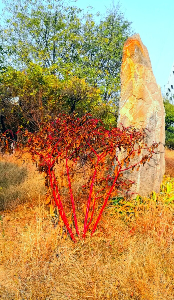 离离原上草一岁一枯荣的翻译,离离原上草一岁一枯荣诗句的意思