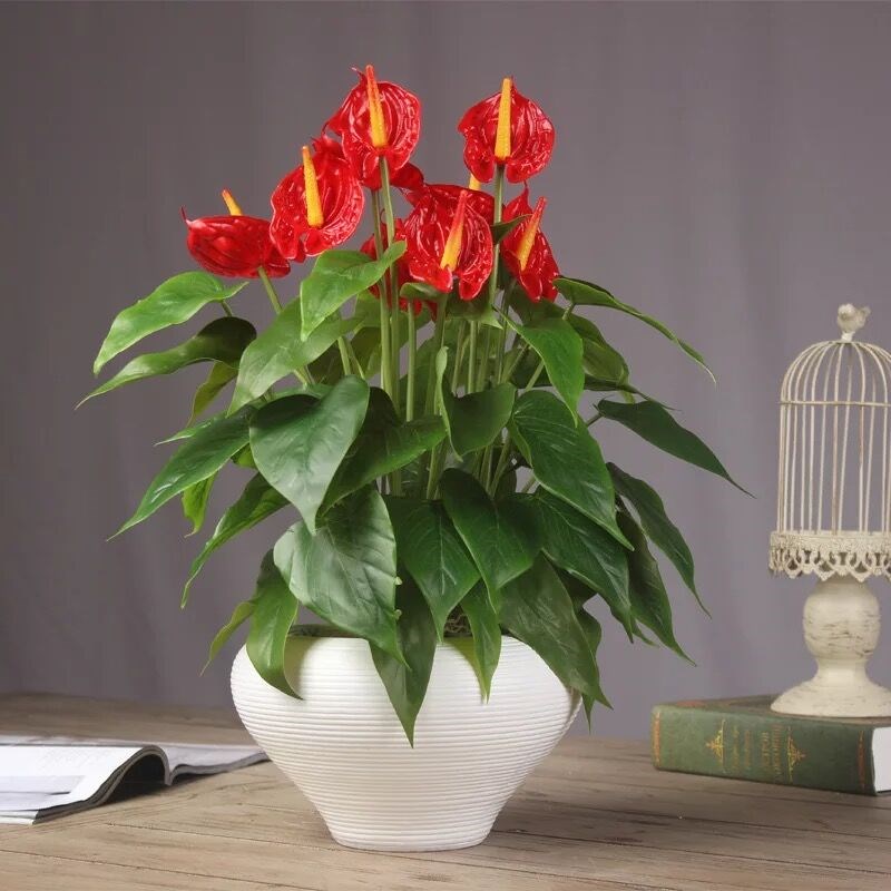 家庭客厅养什么花好看又旺财,客厅最吉祥的三种花