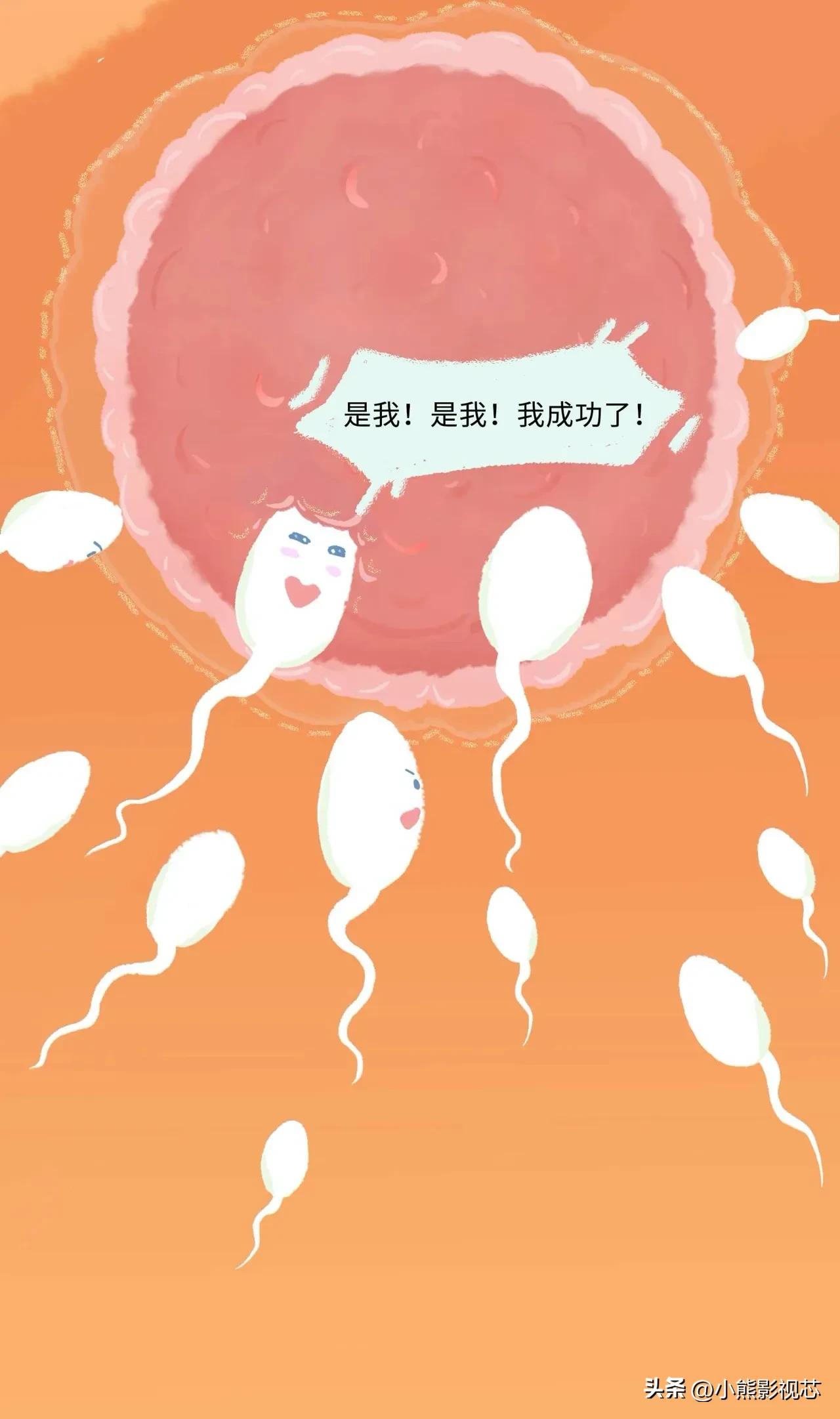 精子进入女生体内的全过程