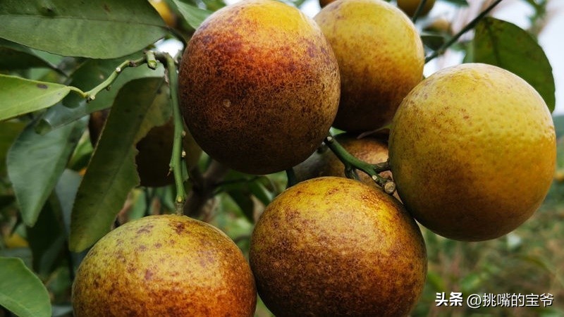 建国首日就与我国建交的非洲穷国，8种罕见水果，你见过几种