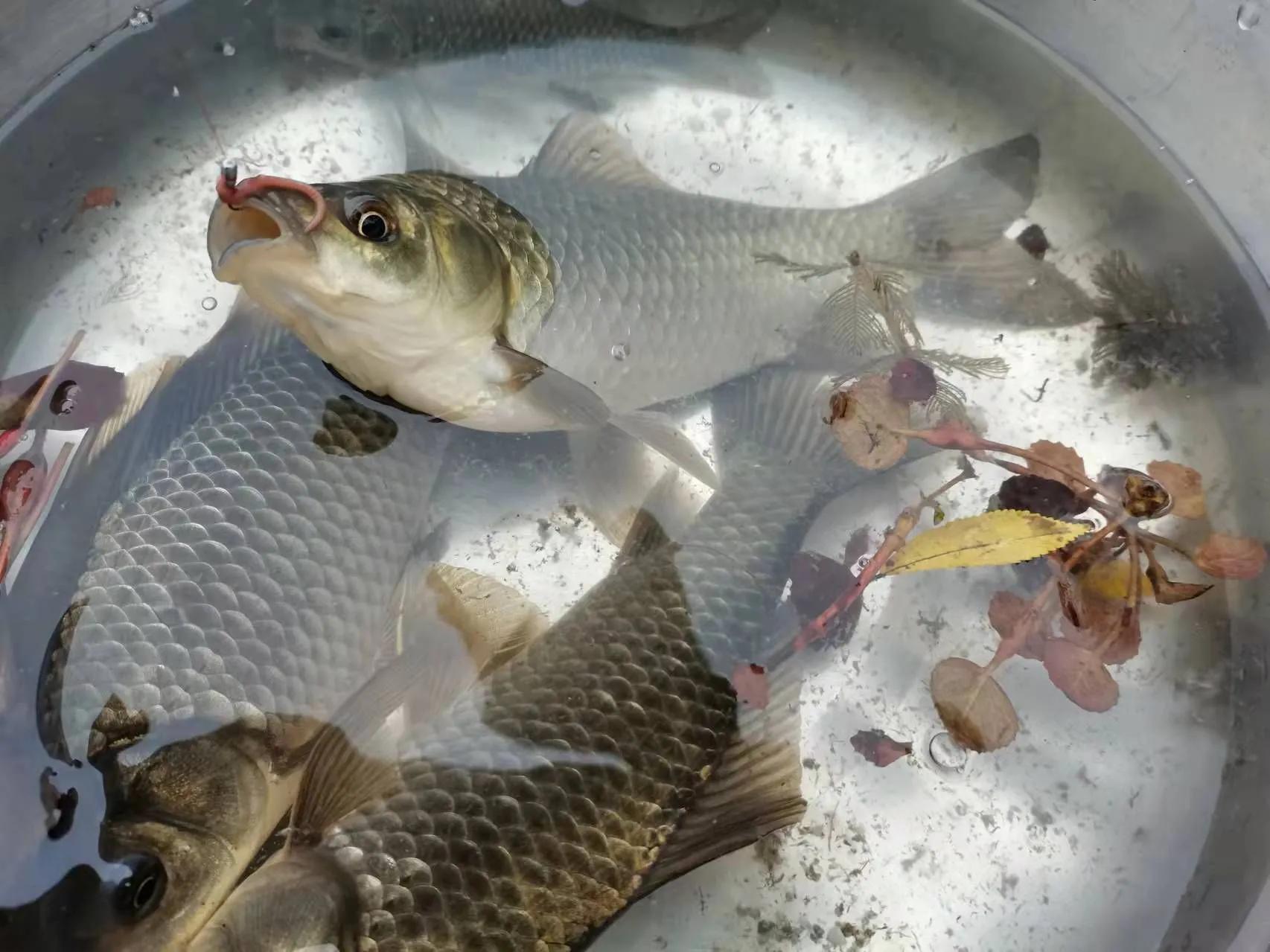 鲫鱼为什么是金黄色,金黄色鲫鱼是野生的吗