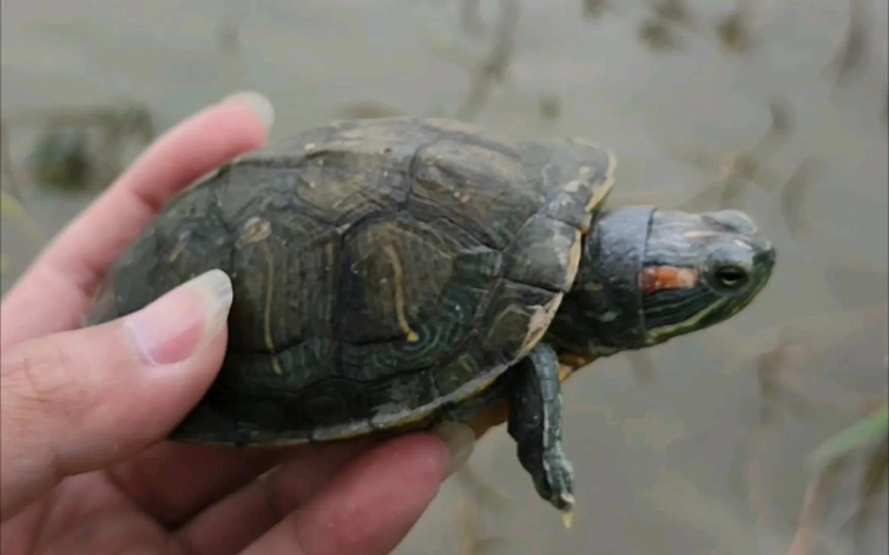 无锡玩龟,无锡捡龟