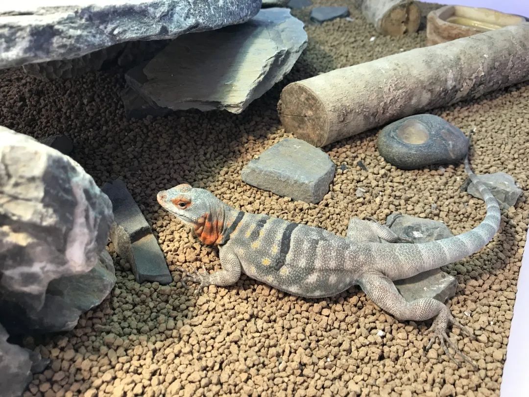 疫情与那些养爬行动物的人