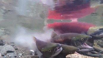 大马哈鱼:我国在黑龙江放流几十年,结果全给俄罗斯做“嫁衣”?